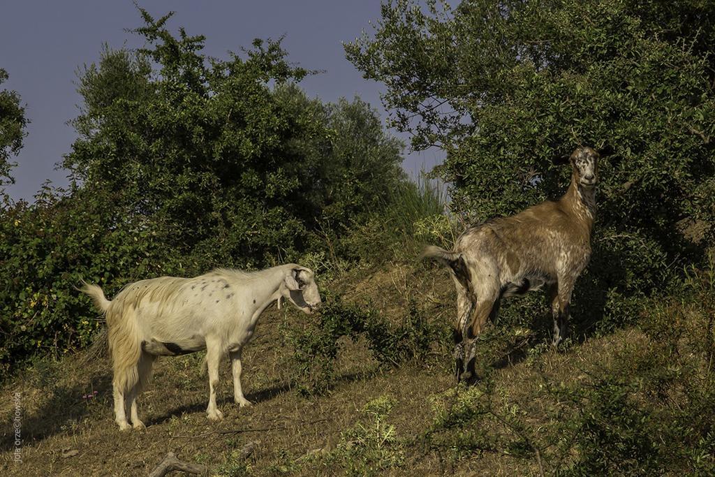 Agriturismo Porta Al Colle Villa Castiglione della Pescaia Esterno foto